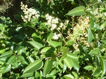 Board Leaf Privet