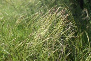 Chilean Needle Grass