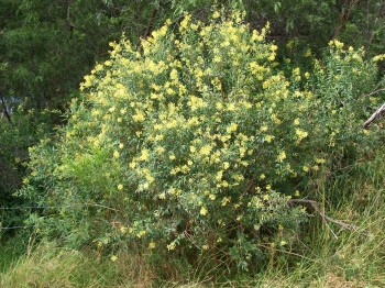 Fireweed